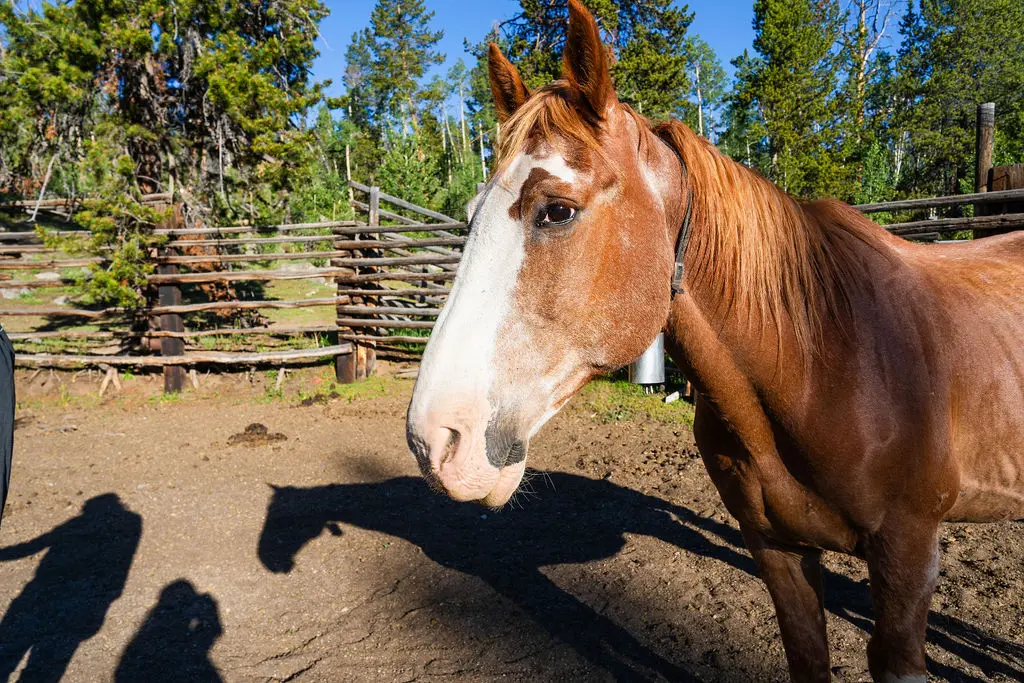 Horse